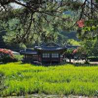 경주 서출지(Seochulji Pond, 西出池)