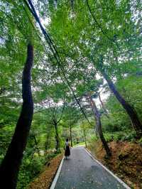 바람의 휘파람이 들리는 공주 마곡사 솔바람길