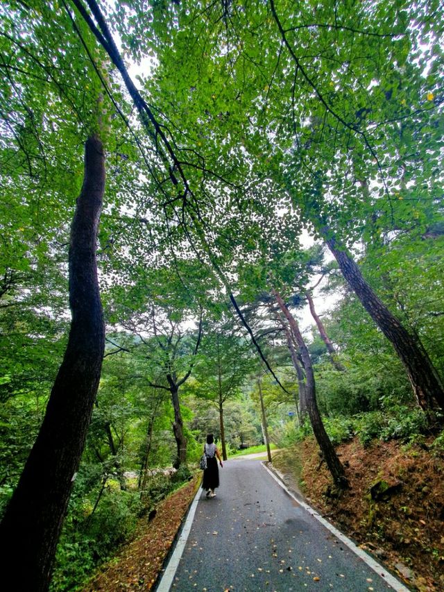 바람의 휘파람이 들리는 공주 마곡사 솔바람길