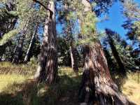 Dunedin Botanic Garden