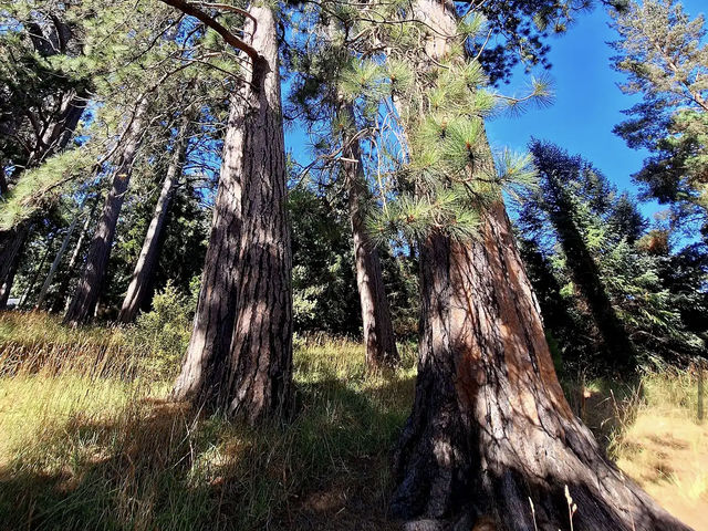 Dunedin Botanic Garden Dunedin Botanic Garden