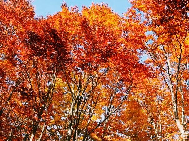 日本🇯🇵八甲田山探索自然風貌 日本🇯🇵八甲田山探索自然風貌