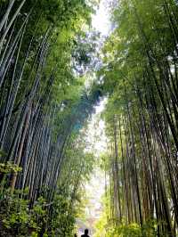 歴史ロマンを感じる竹林の小道