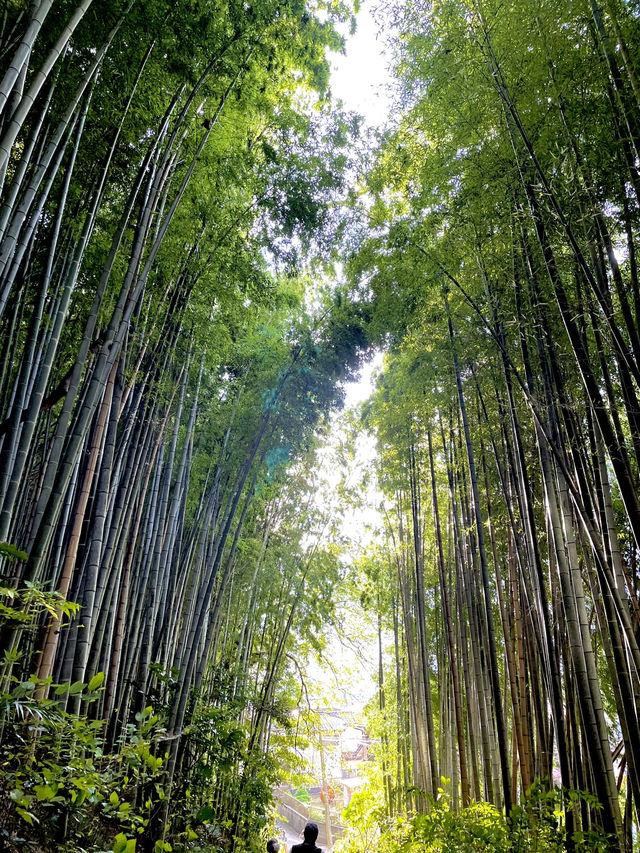 歴史ロマンを感じる竹林の小道