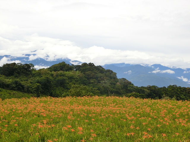 沐浴在滿山遍野的金針花海中一花蓮赤科山