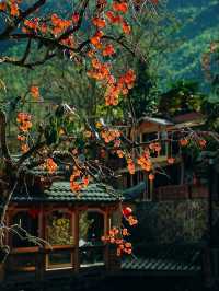 “The Golden Charm of Screenshan: Fujian’s Autumn Wonderland”
