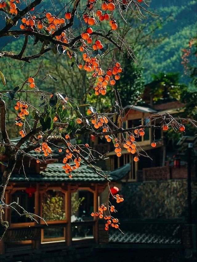 “The Golden Charm of Screenshan: Fujian’s Autumn Wonderland”