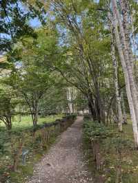 【北海道】美瑛で出会う白と緑の幻想回廊🌳✨