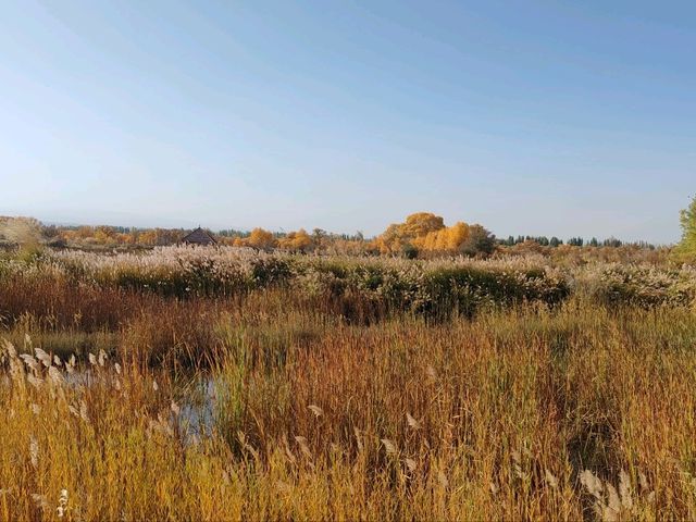 Autumn Populus Splendor Reflected in Golden Lake