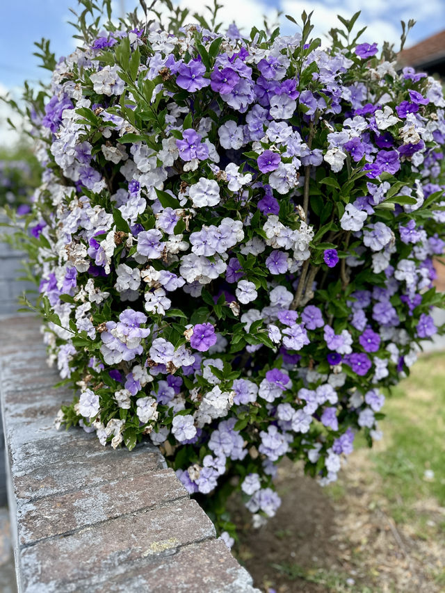 Campsie 第八巷道漫步，追尋春日藍花楹的紫色詩意