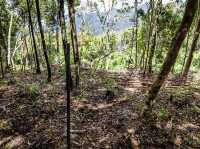 Ebony Forest Reserve Mauritius - Lovable tress on earth