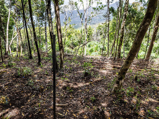 Ebony Forest Reserve Mauritius - Lovable tress on earth