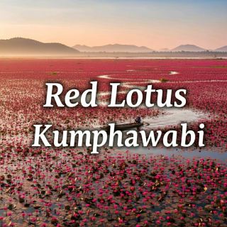 The amazing Red Lotus Sea in Udon Thani is stunningly beautiful.