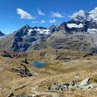 Chasing the Pink Tune of La Lire Rose