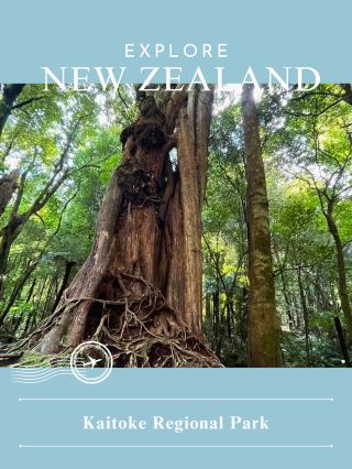 [NZ] 🧝‍♀️ A forest where the presence of elves lingers — Kaitoke Regional Park