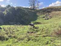 Waitomo Glowworm Caves