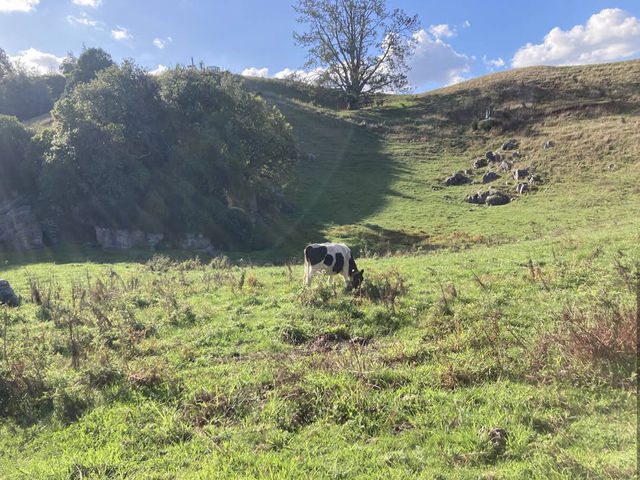 Waitomo Glowworm Caves Waitomo Glowworm Caves
