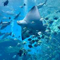 台北Xpark 超夢幻水族館 ✨