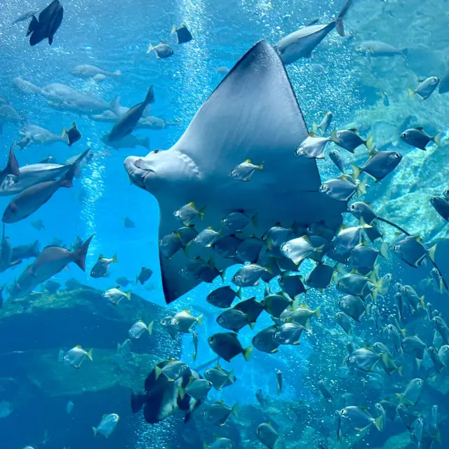 台北Xpark 超夢幻水族館 ✨