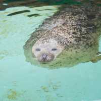 สวนสัตว์อาซาฮิยามะ asahiyama zoo