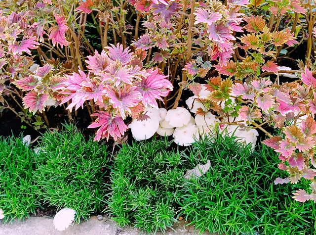 A Cocoa Village Garden Escape