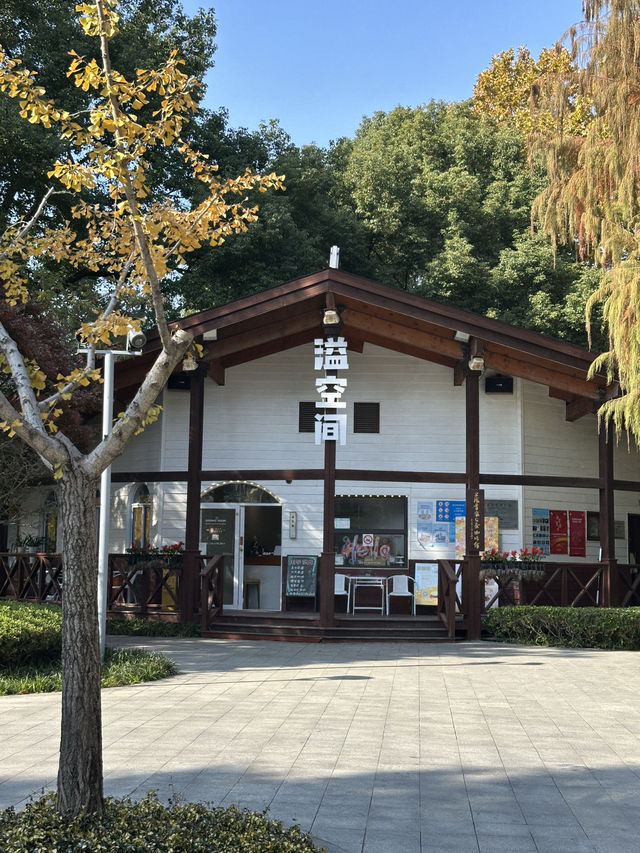 🍁上海延虹绿地｜城市裡舒服的秋日銀杏散步地