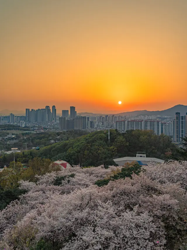 大邱櫻花旅行 E-World
