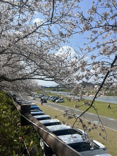 福岡】入場無料！17万球の絶景と桜が同時に楽しめる「のおがた