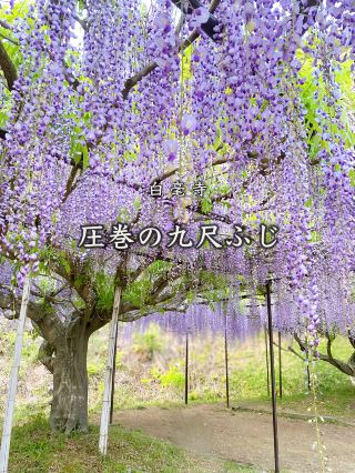 【兵庫県】兵庫で出会う圧巻の九尺藤と花のシャワー。