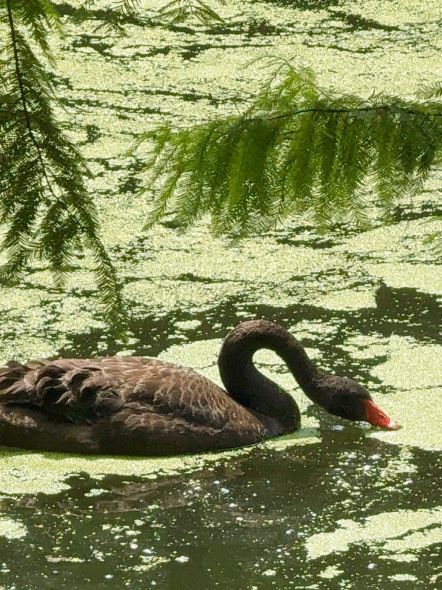 Matcha lake in hangzhou | Trip.com Hangzhou