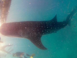Cebu diving trip 🤿🤿🤿