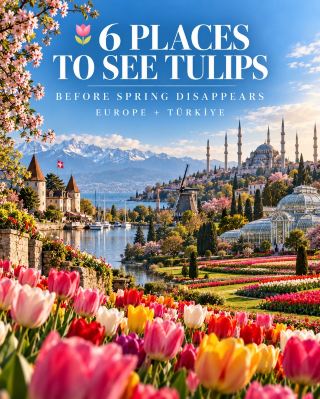 🌷 6 Unmissable Tulip Spots to Catch Before Spring Ends! 🇳🇱🇨🇭🇹🇷🇮🇹🇬🇧