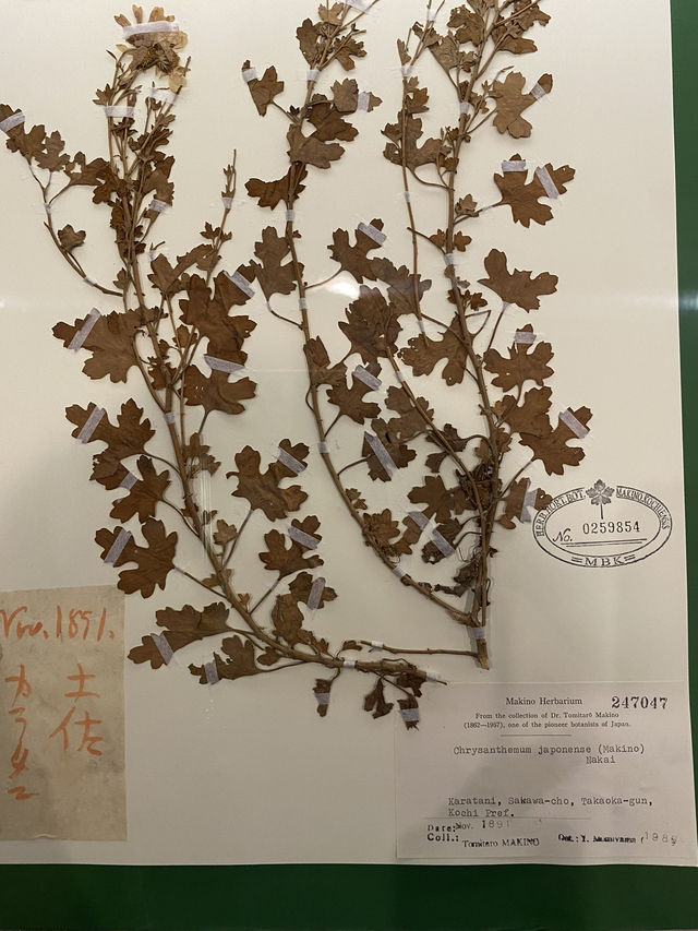 🇯🇵高知旅、朝ドラらんまんで話題になった【牧野植物園】