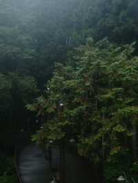 在神木與小火車之間，聽見時光的回聲