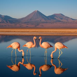 Flamingos of the Atacama – Grace Among the Salt Flats 🌄