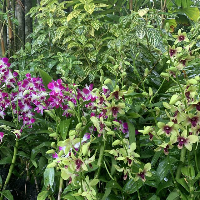 Singapore botanical gardens 🌺