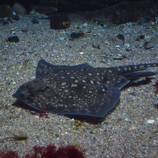 Ozeaneum…อควอเรียมสุดปังในเยอรมันเหนือ