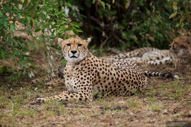 2-Day Maasai Mara & Lake Naivasha Safari