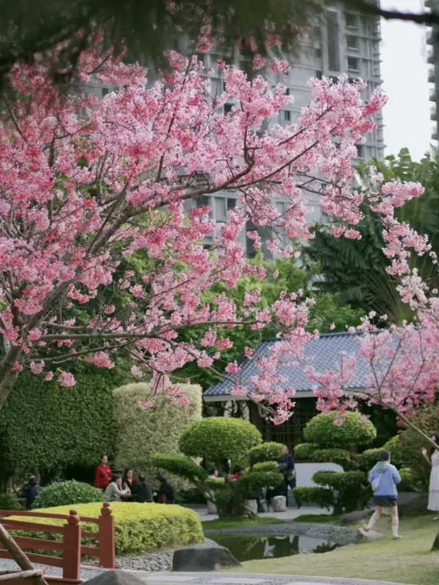 Spring time in Nanning🌸🌸🌸