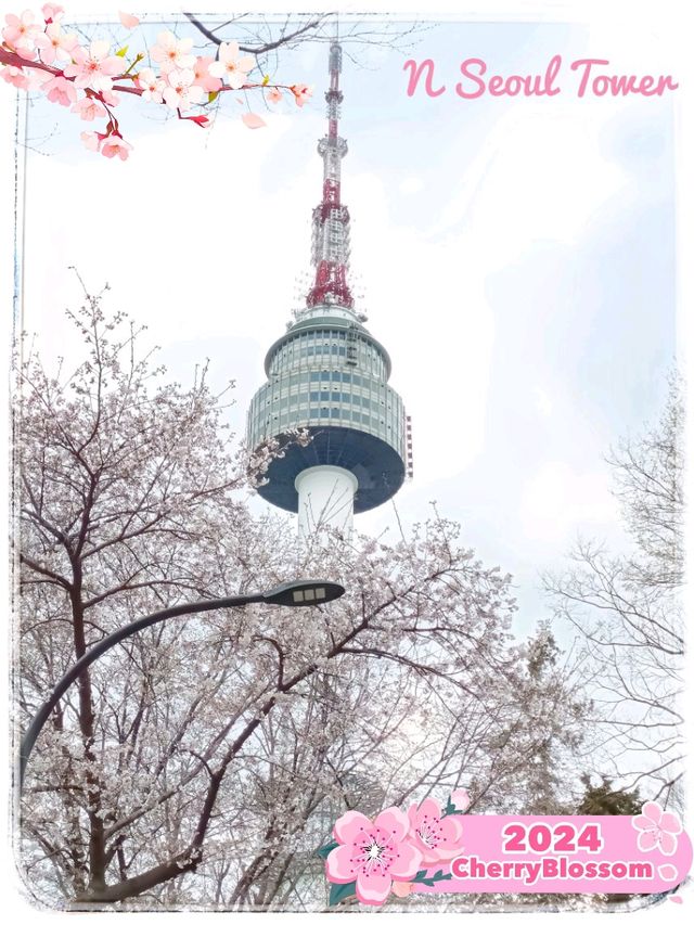 Beautiful Cherry Blossom 🌸 at N Seoul Tower 