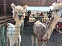 Camel Park Sunny Beach 🗺️