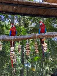 Birds park in Brazil