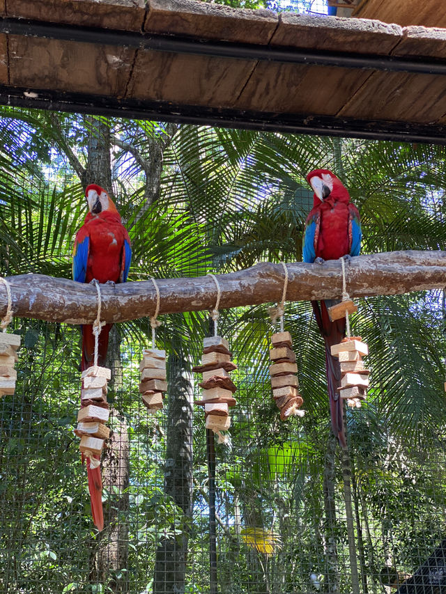 Birds park in Brazil