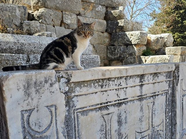 漫遊古希臘遺跡，以弗所（Ephesus）下層區