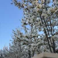 Spring into Bloom