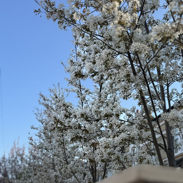 Spring into Bloom