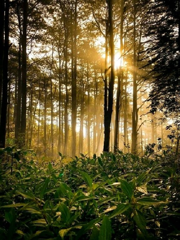 🌄 Top 5 Hikes from Baguio City You Can't Miss! 🥾🌲