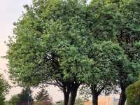 Houghton Regis England UK