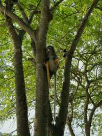 The cutest monkeys in Thailand!