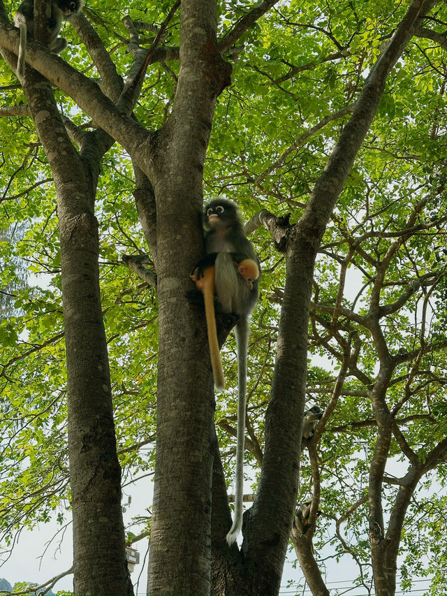 The cutest monkeys in Thailand!